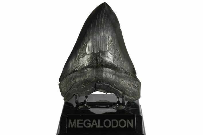 Serrated, Fossil Megalodon Tooth - South Carolina #145540